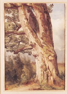 オーク 作： Alexandre Calame